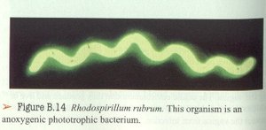 Oxygenic photosynthesis equation