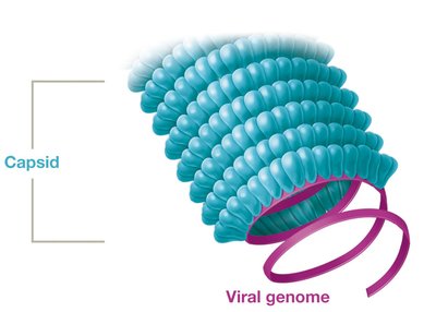 Helical capsid structure