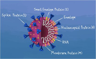 SARS-CoV-2 structure diagram