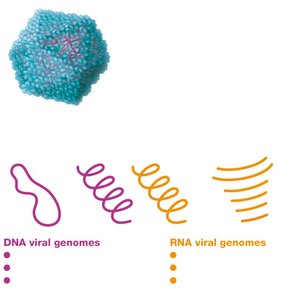 Viral genome arrangements