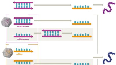 Viral genome to mRNA pathways