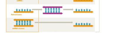 Viral genome replication strategies