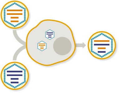 Viral genome reassortment