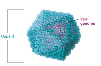 Icosahedral capsid structure