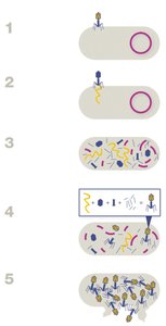 Bacteriophage lytic replication steps