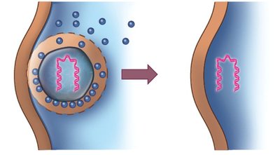 Animal virus replication overview