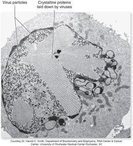 Animal virus replication steps