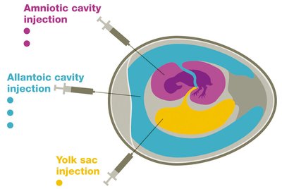 Embryonated egg injection sites
