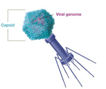 Complex capsid structure