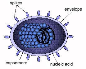 Enveloped virus structure