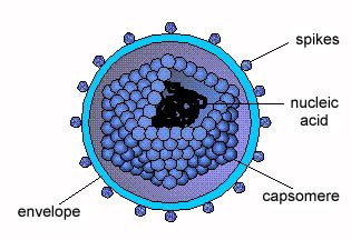Naked virus structure