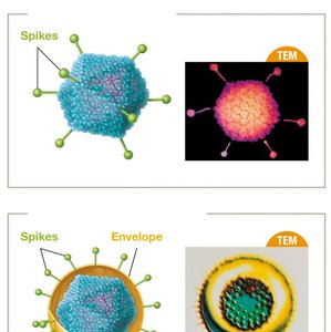 Viral spikes on capsid