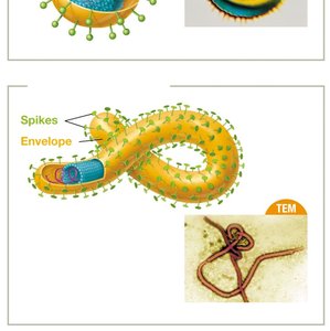 Viral spikes and envelope