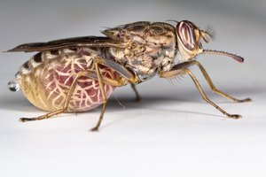 Tsetse fly, vector of African sleeping sickness