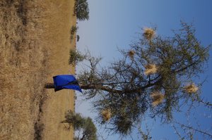 Tsetse fly trap in the field for disease prevention
