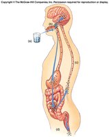 Poliovirus infection pathway from ingestion to CNS involvement