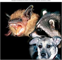 Common animal reservoirs for rabies virus