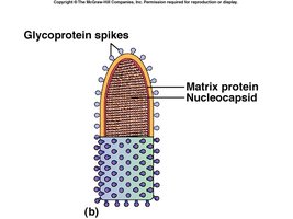 Structure of rabies virus showing glycoprotein spikes, matrix protein, and nucleocapsid