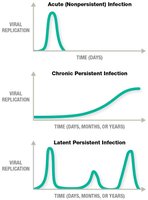 Acute, chronic, and latent infection patterns