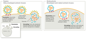 Viral genome reassortment event