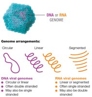 Viral genome replication pathways