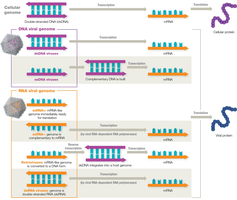 Medically important DNA and RNA virus families