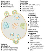 Fusion and endocytosis entry mechanisms