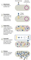 Table of viruses associated with cancer
