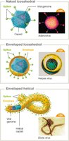 Viral genome arrangements and types