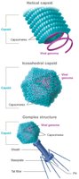 Phototrophs vs chemotrophs