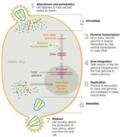 Antiviral drug targets in viral replication