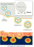 Virus budding and acquiring envelope from host cell membrane