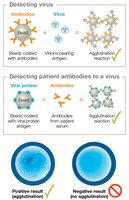 Agglutination test for virus detection