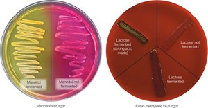 Generation time calculation for E. coli