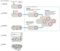 Direct and indirect methods for counting microbes