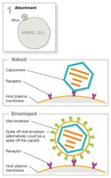 Oxygen requirements for microbial growth