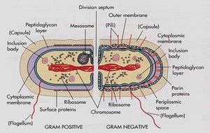 Peptidoglycan structure in the cell wall