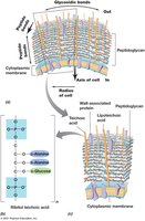 Structure of the Gram-positive bacterial cell wall