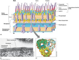 Gram-negative bacterial cell envelope