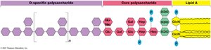Structure of bacterial lipopolysaccharide