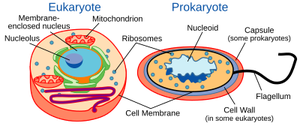 Comparison of eukaryotic and prokaryotic cell structure