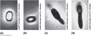 Endospore germination in Bacillus