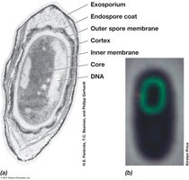 Structure of the bacterial endospore