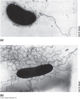 Bacterial flagella as observed by negative staining