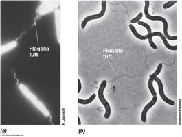 Bacterial flagellar tufts observed in living cells