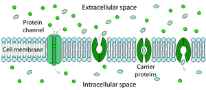 Selective permeability of cell membrane