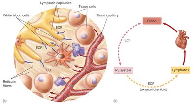 Immune system compartments and connections