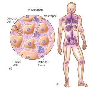 RES with phagocytic cells
