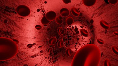 Blood cells in circulation