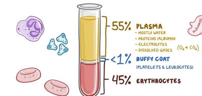 Blood composition diagram